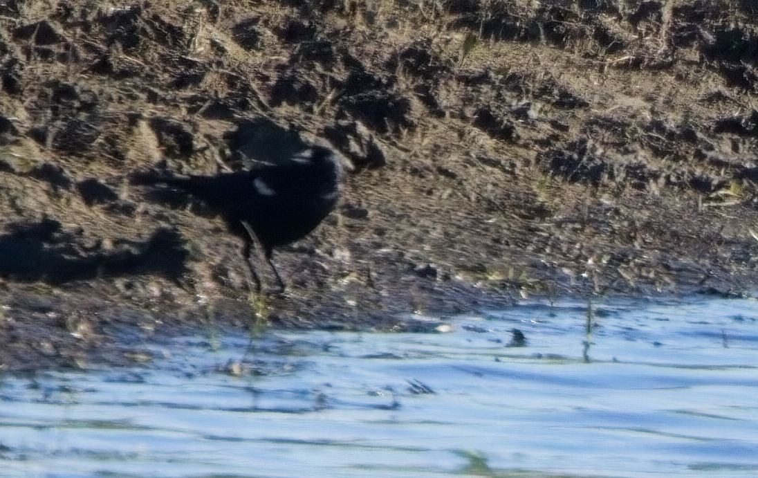 Tricolored Blackbird - ML618975547