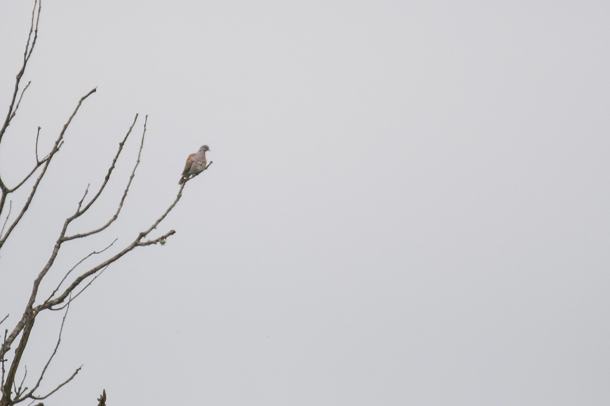 European Turtle-Dove - ML618975556