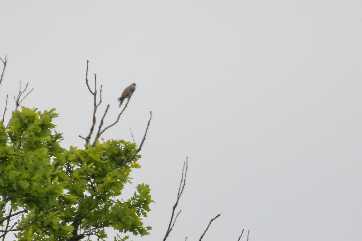 European Turtle-Dove - ML618975557