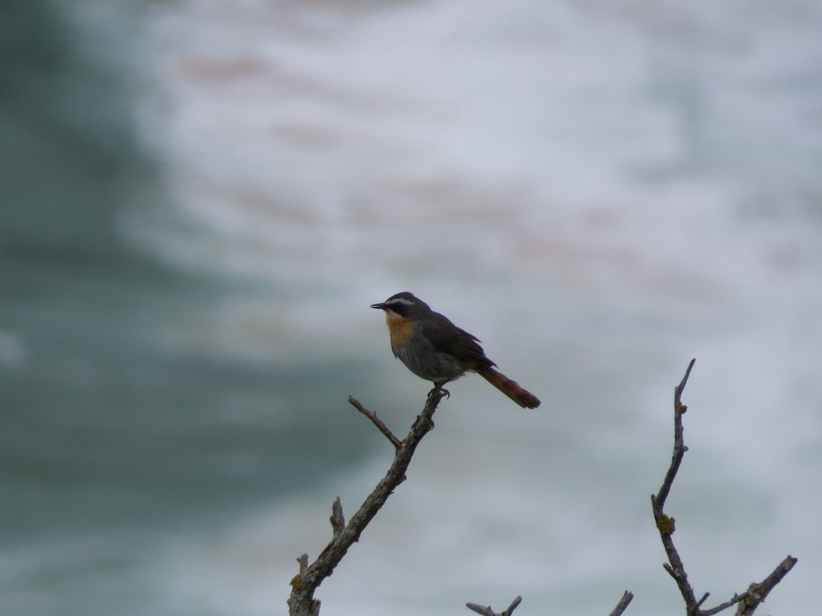 Cape Robin-Chat - Mike & Angela Stahl