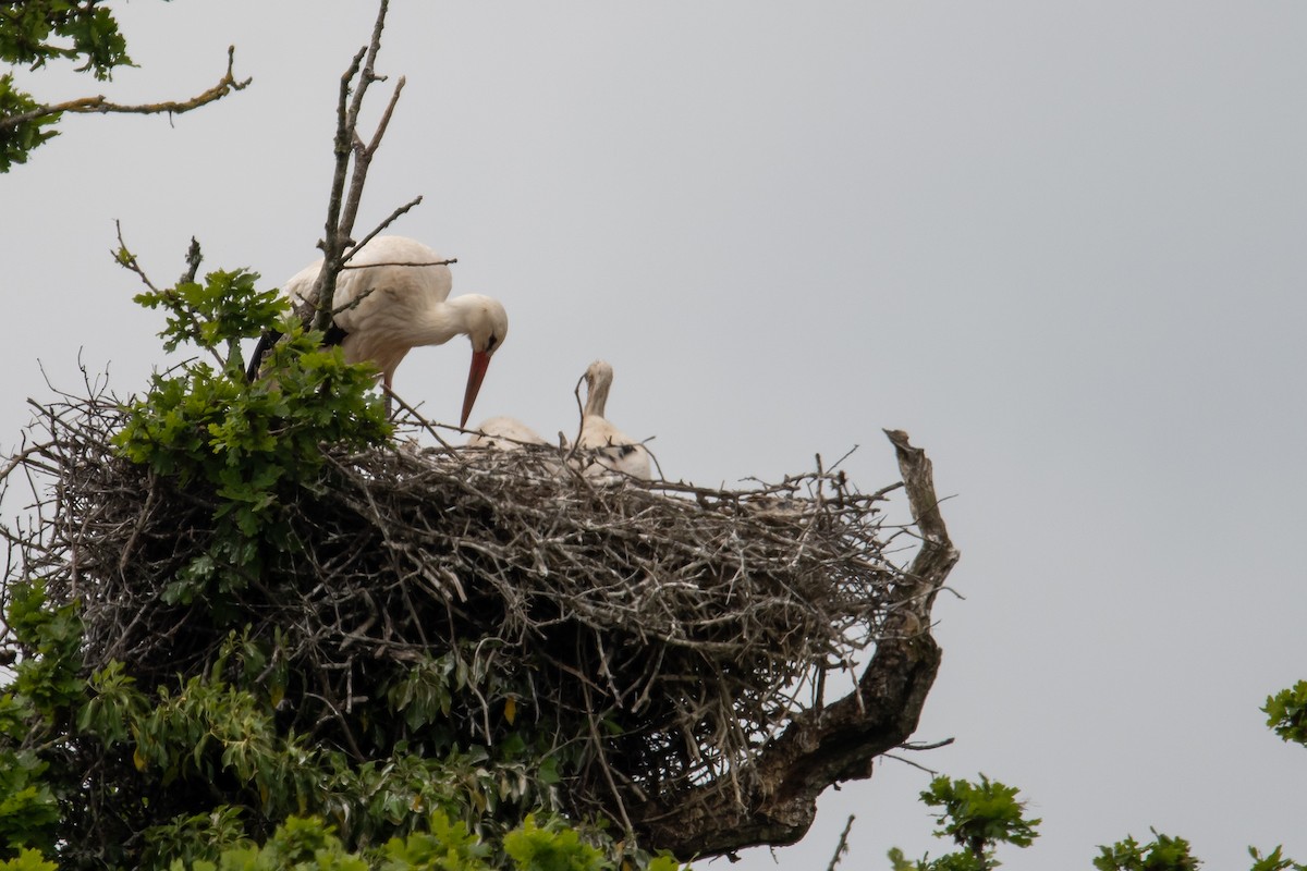 White Stork - ML618975569