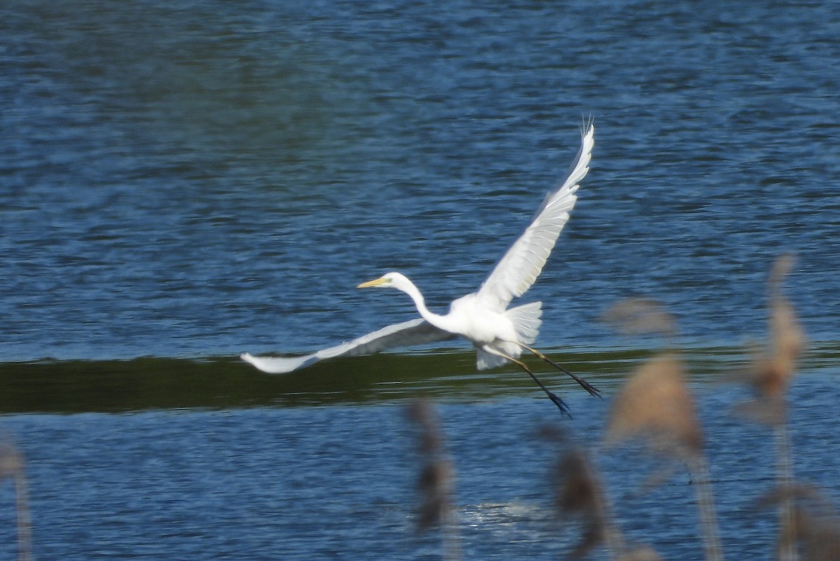 Great Egret - Jiří Bartoš