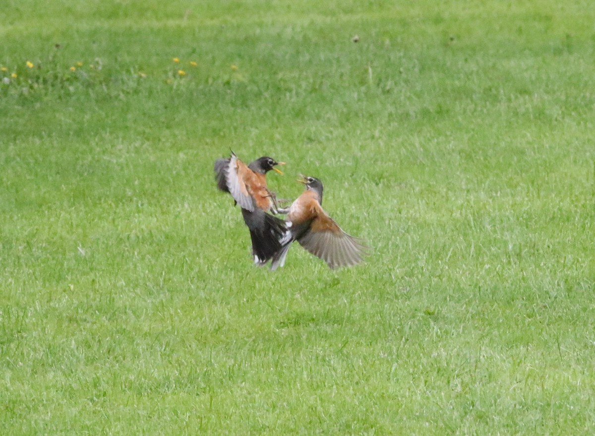 American Robin - ML618975586