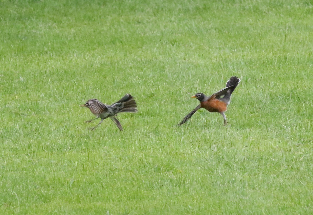 American Robin - Joe Gyekis