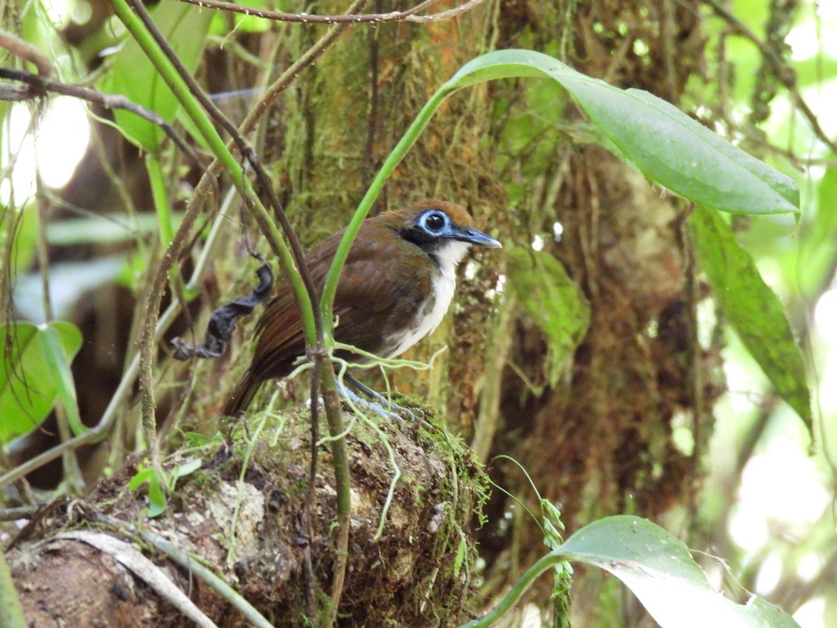 Bicolored Antbird - ML618975590