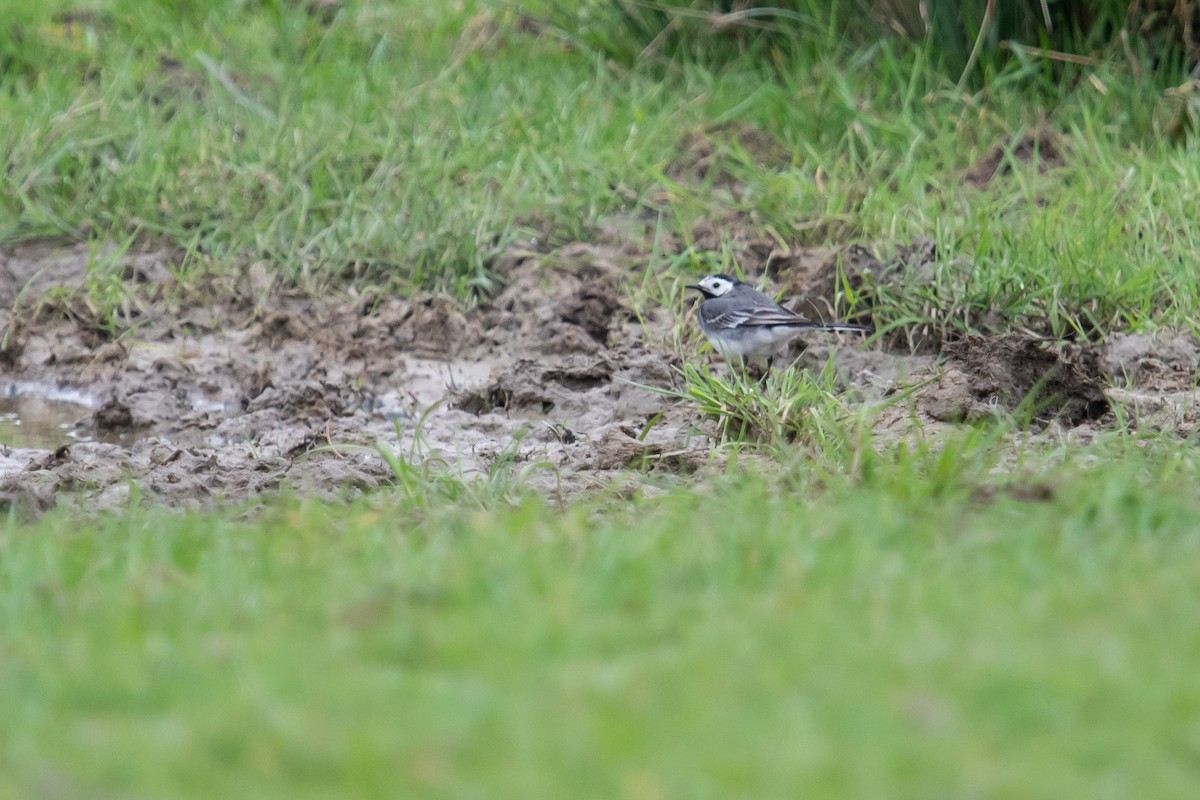 White Wagtail (British) - ML618975593