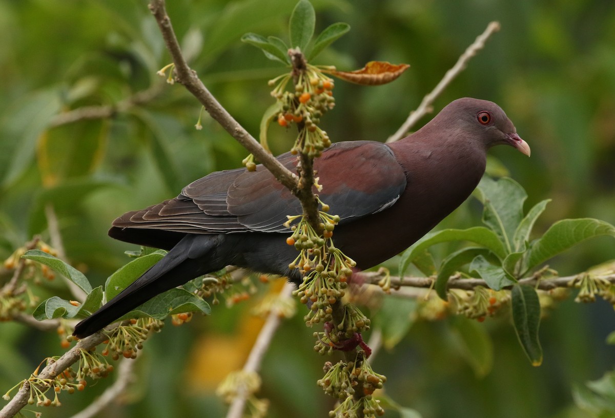 Red-billed Pigeon - John and Milena Beer