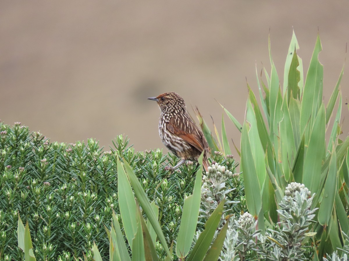 Many-striped Canastero - Cristian Cufiño