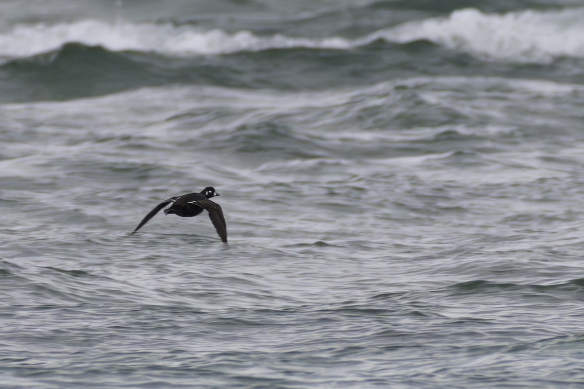 Harlequin Duck - ML618975689