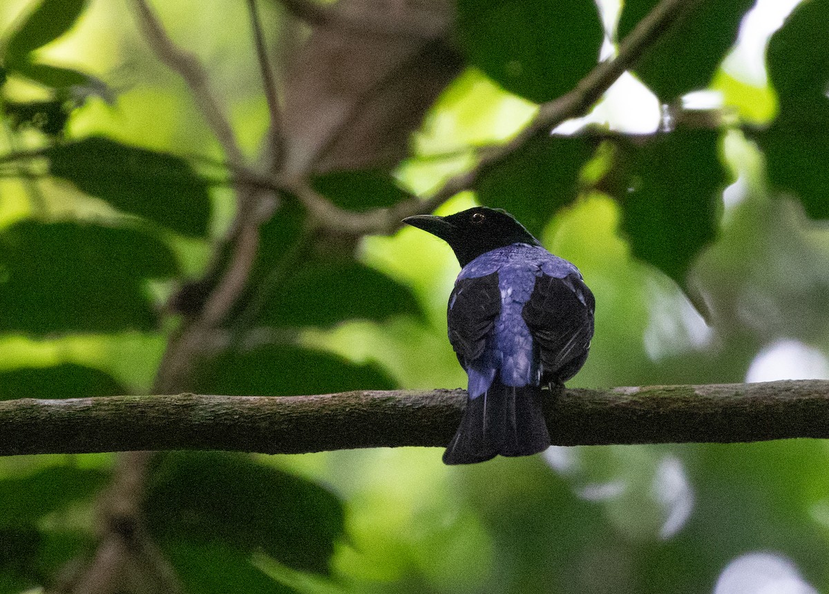 Asian Fairy-bluebird - Daniel Gornall