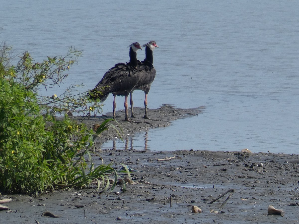 Northern Screamer - Cathryn Pritchard