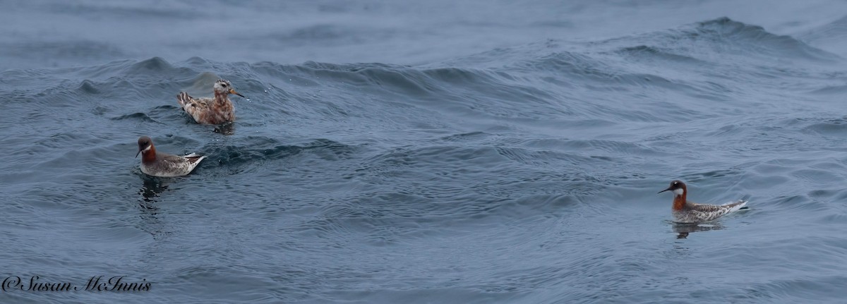 Red-necked Phalarope - Susan Mac