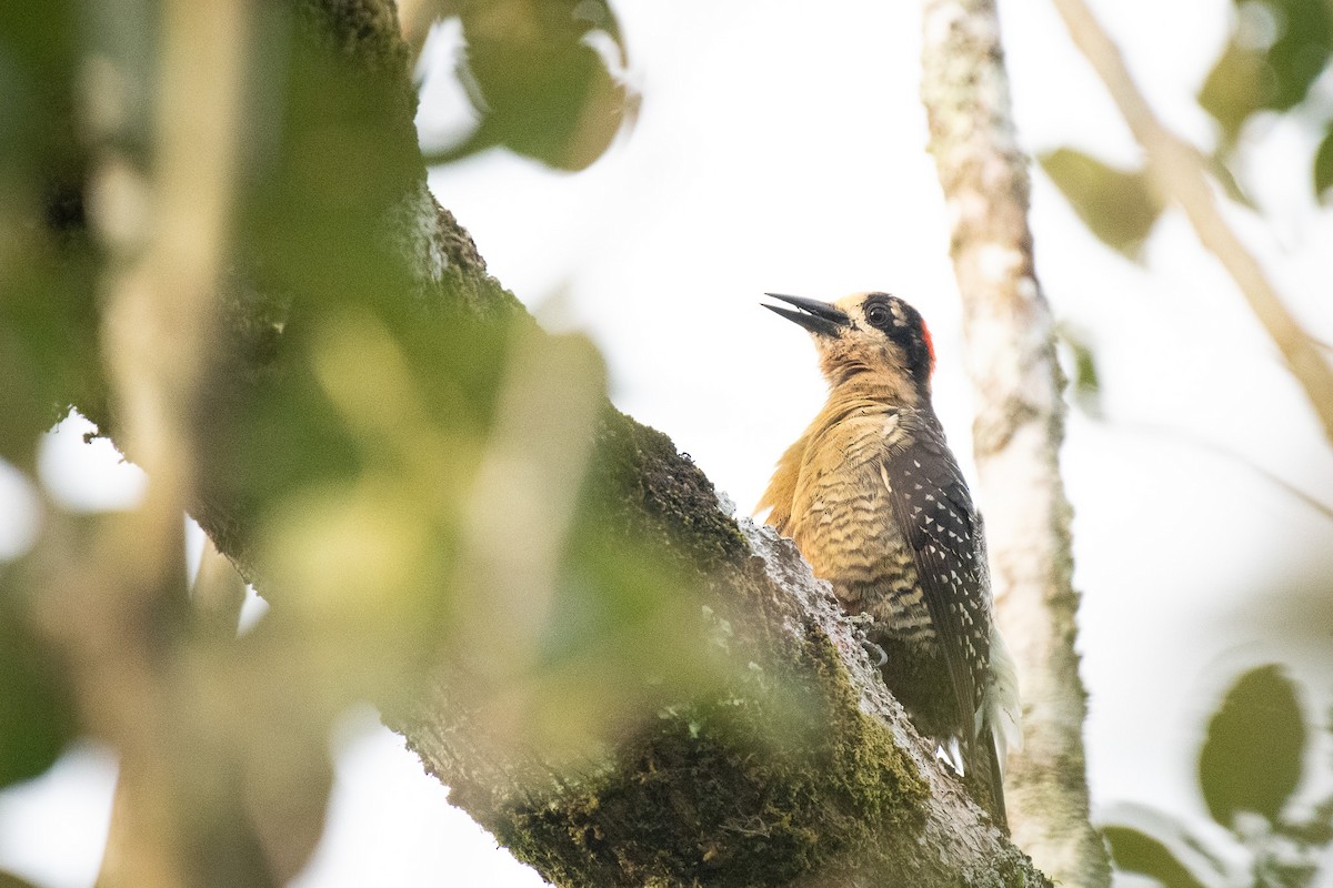 Black-cheeked Woodpecker - Isaiah Rowe