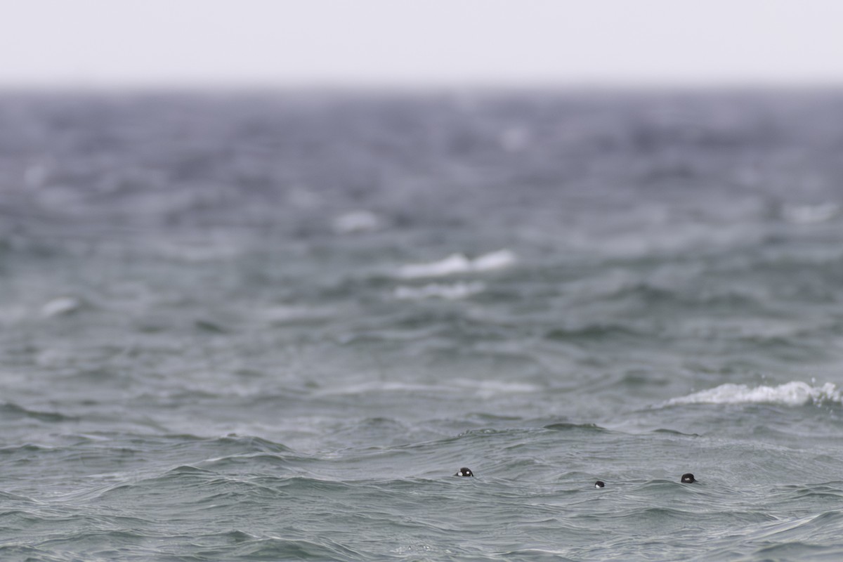 Harlequin Duck - Paul Jones