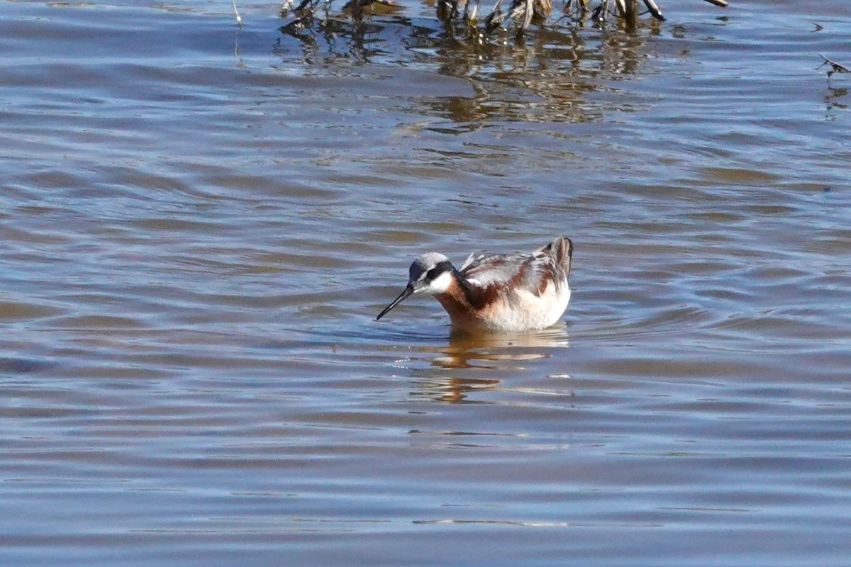 Falaropo Tricolor - ML618975709