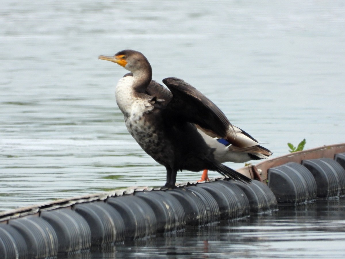 Double-crested Cormorant - Don McLeod