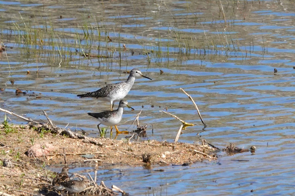 Solitary Sandpiper - ML618975732