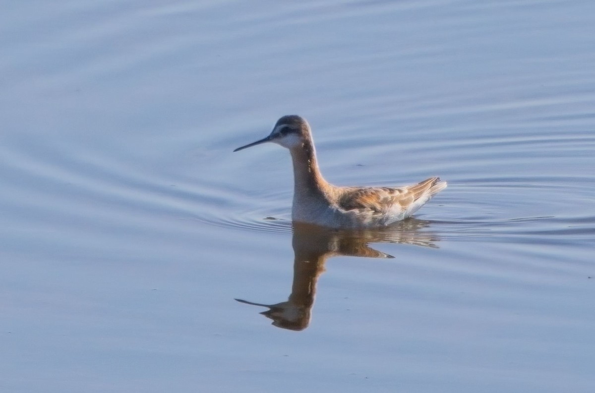 Wilson's Phalarope - Blair Bernson