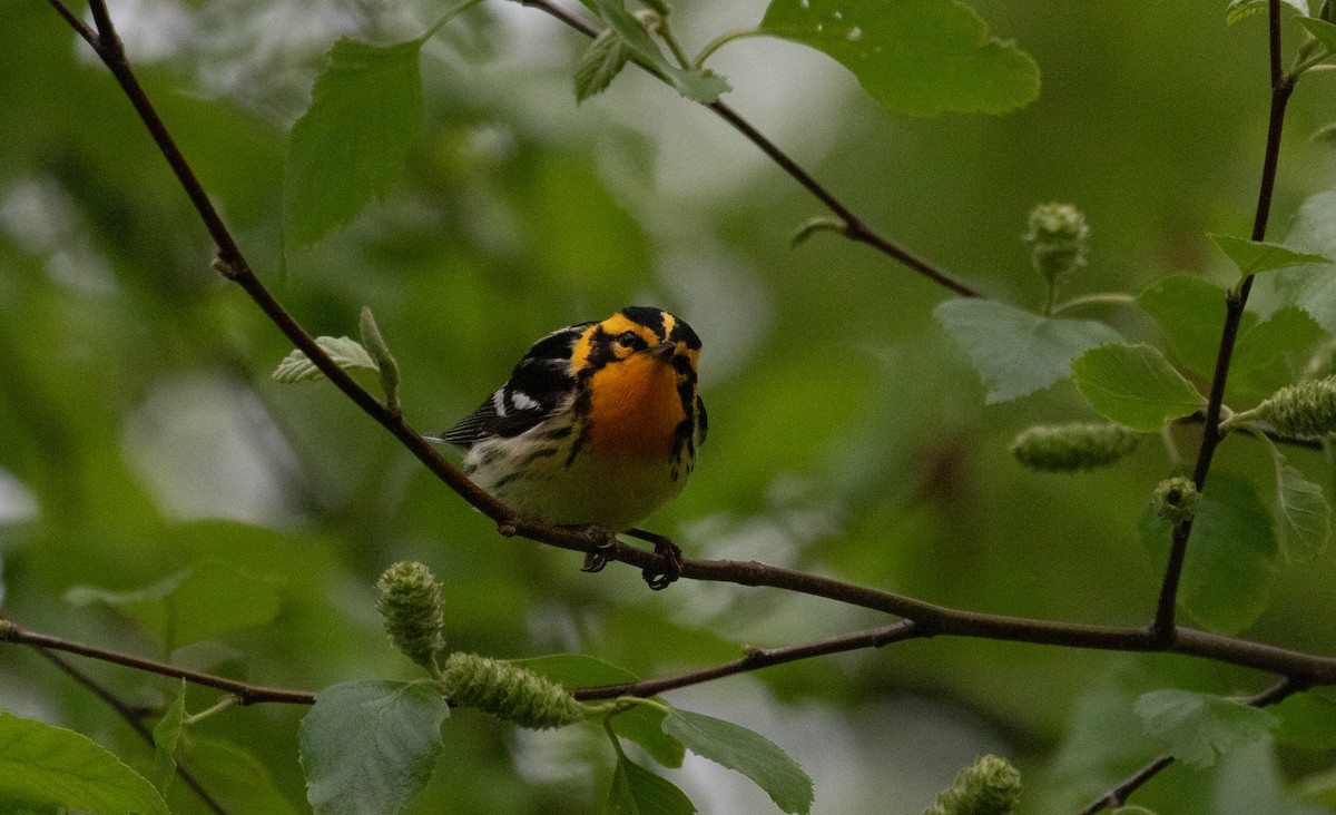 Blackburnian Warbler - ML618975739