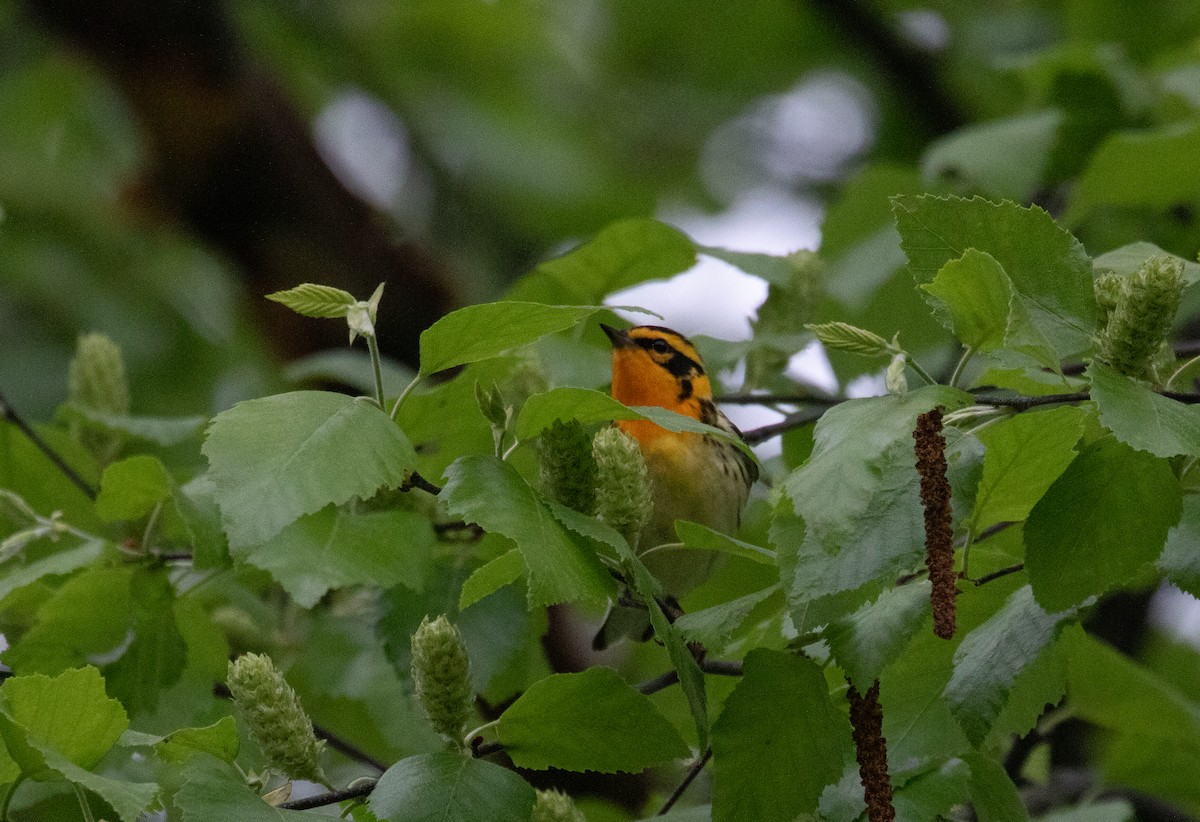 Blackburnian Warbler - ML618975741