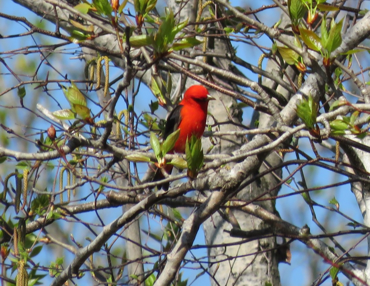 Scarlet Tanager - Jean Boulva