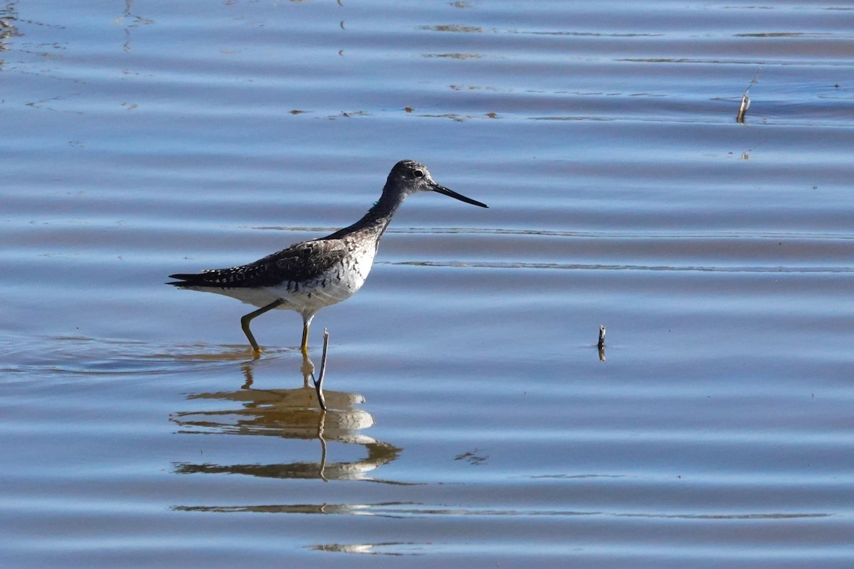 Greater Yellowlegs - ML618975748