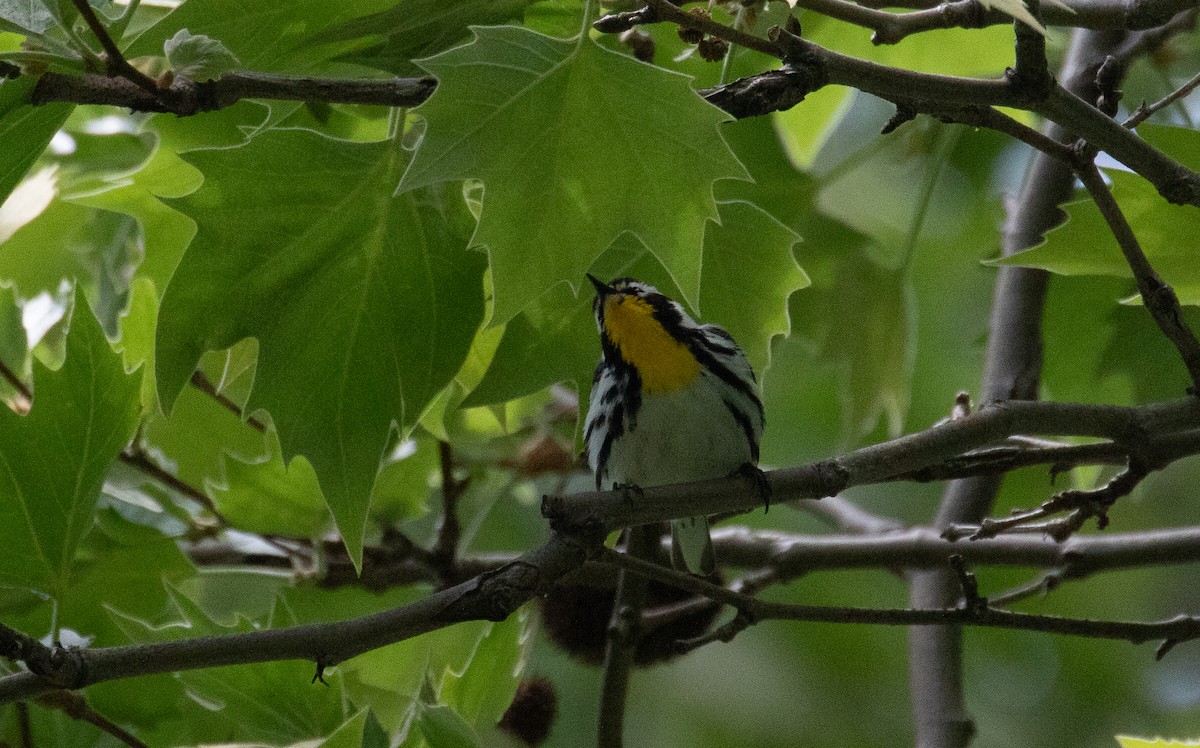 Yellow-throated Warbler - Brad Vatrt