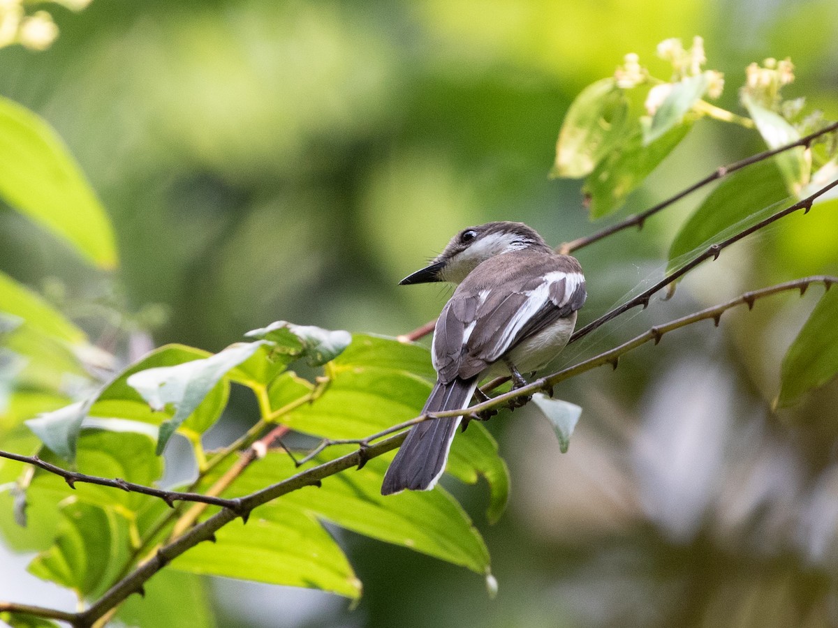 Bar-winged Flycatcher-shrike - Daniel Gornall