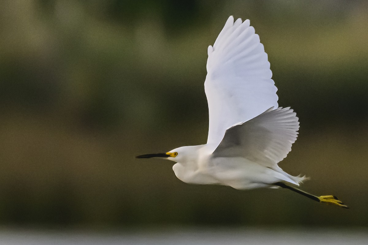 Snowy Egret - Amed Hernández