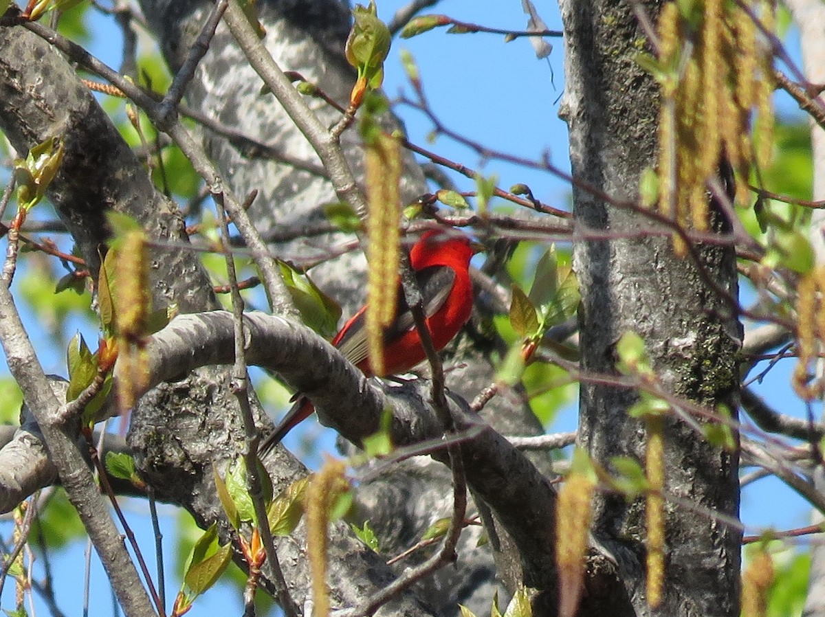 Scarlet Tanager - Jean Boulva