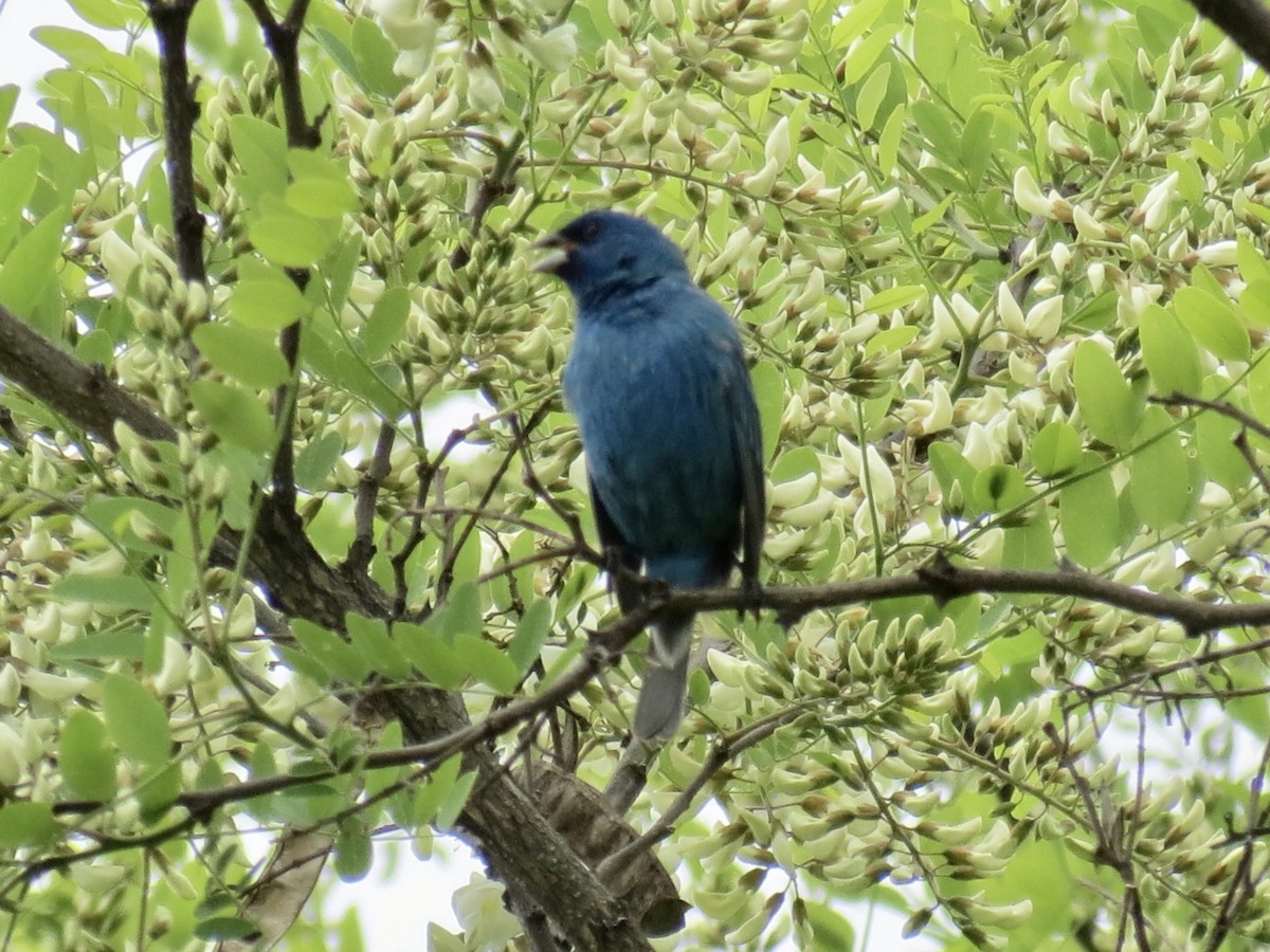 Indigo Bunting - Frank Durso