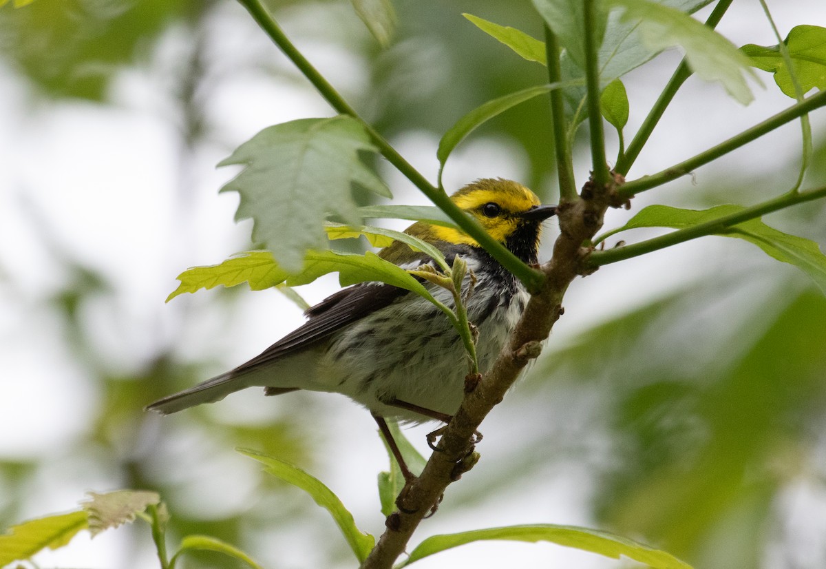 Black-throated Green Warbler - Brad Vatrt