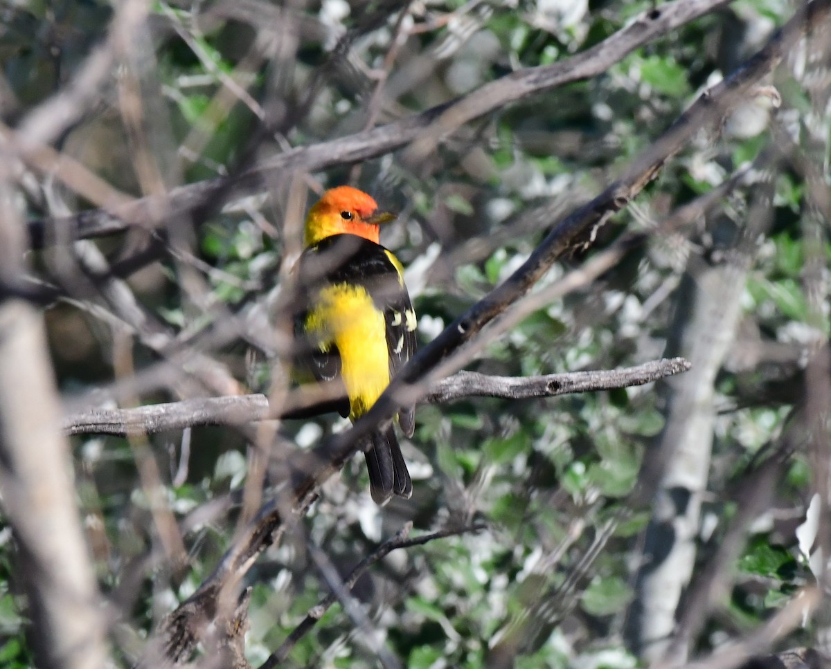 Western Tanager - ML618975782