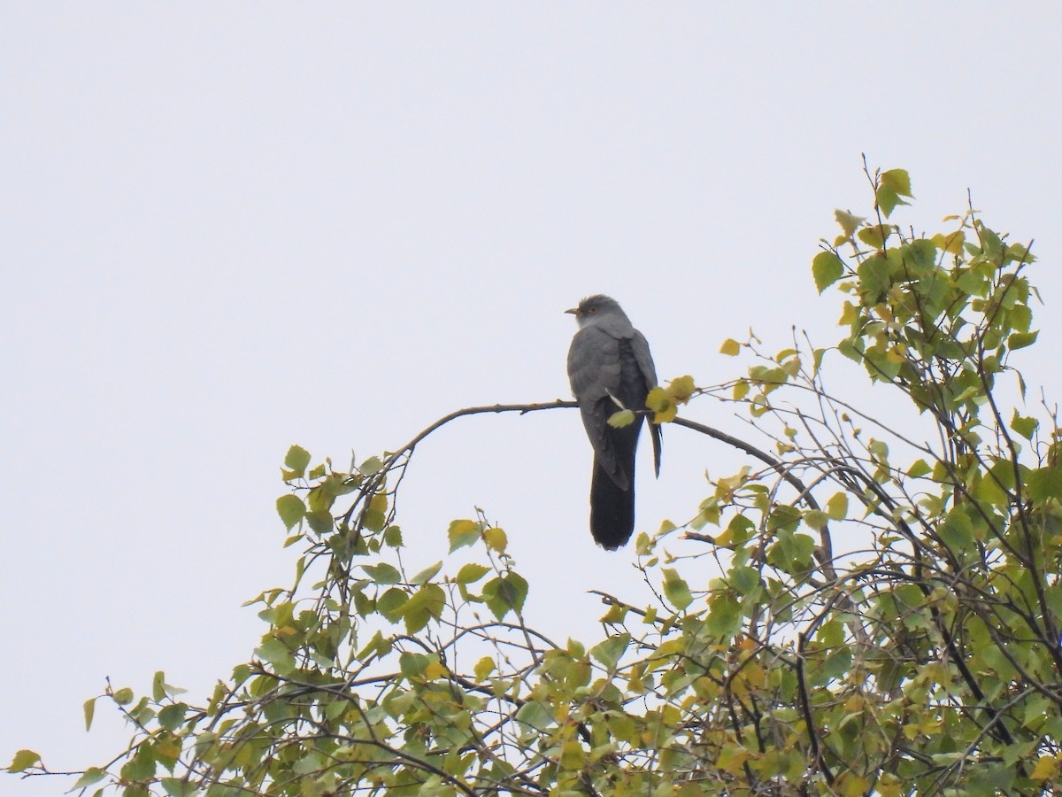 Common Cuckoo - Toby Phelps