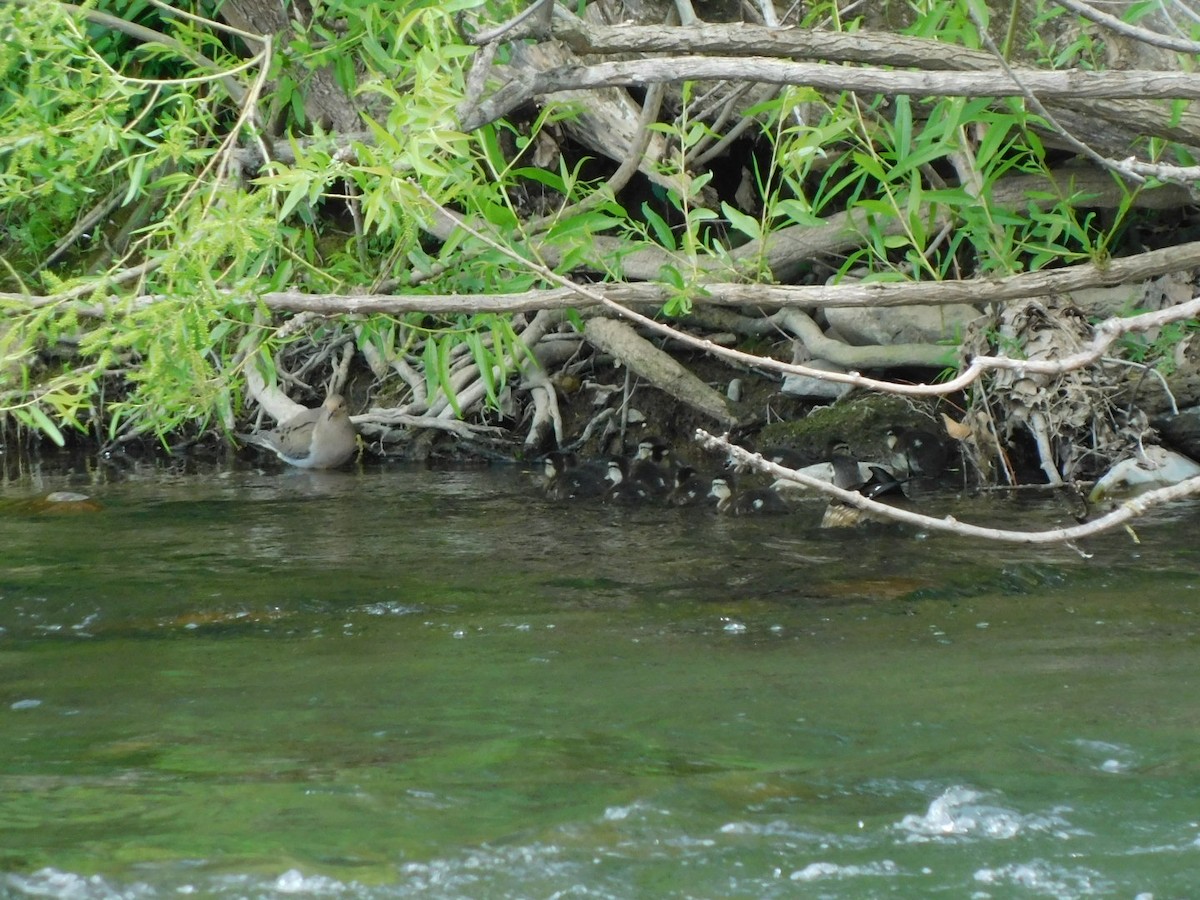 Wood Duck - Billy Falls