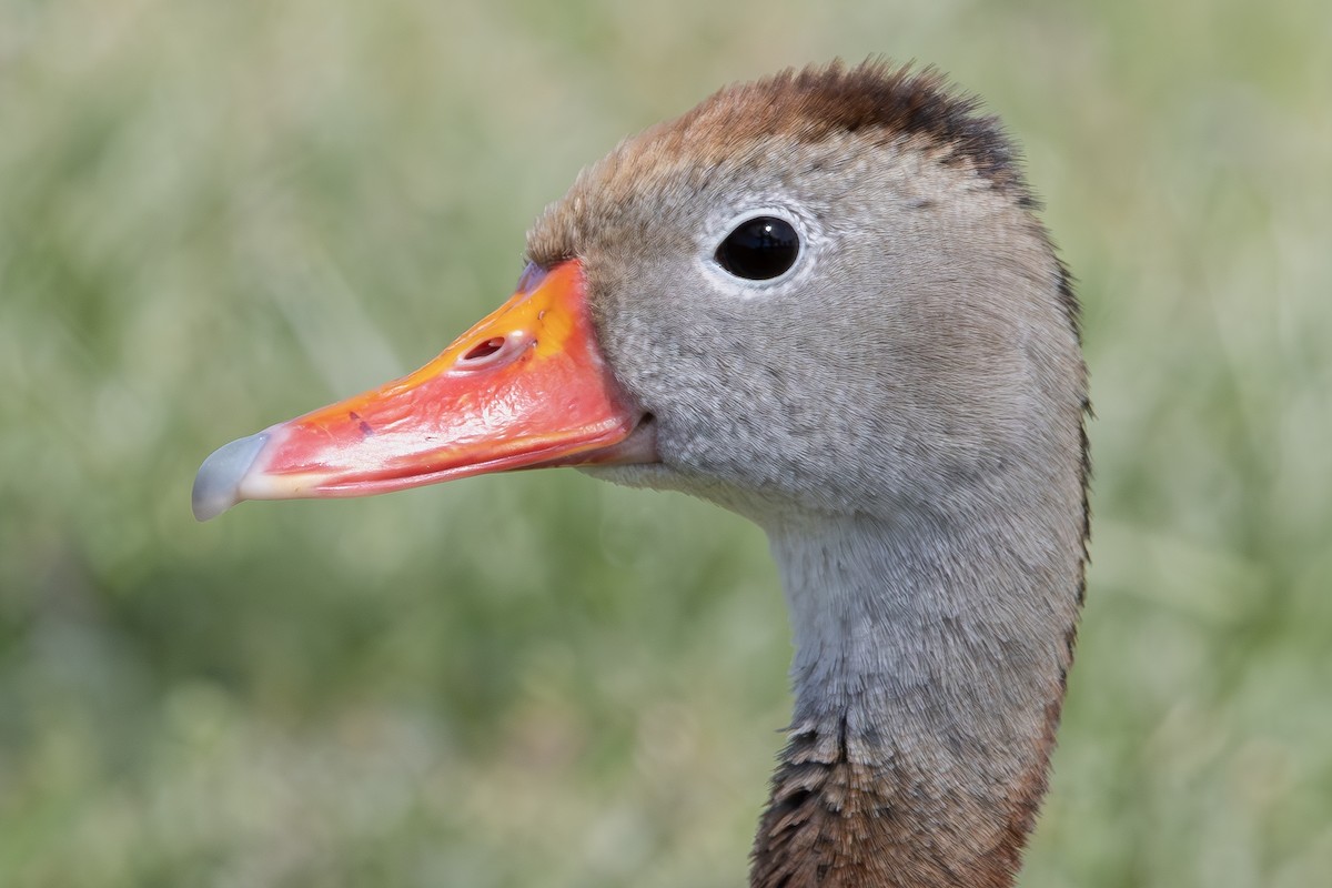 Black-bellied Whistling-Duck - Dylan Osterhaus