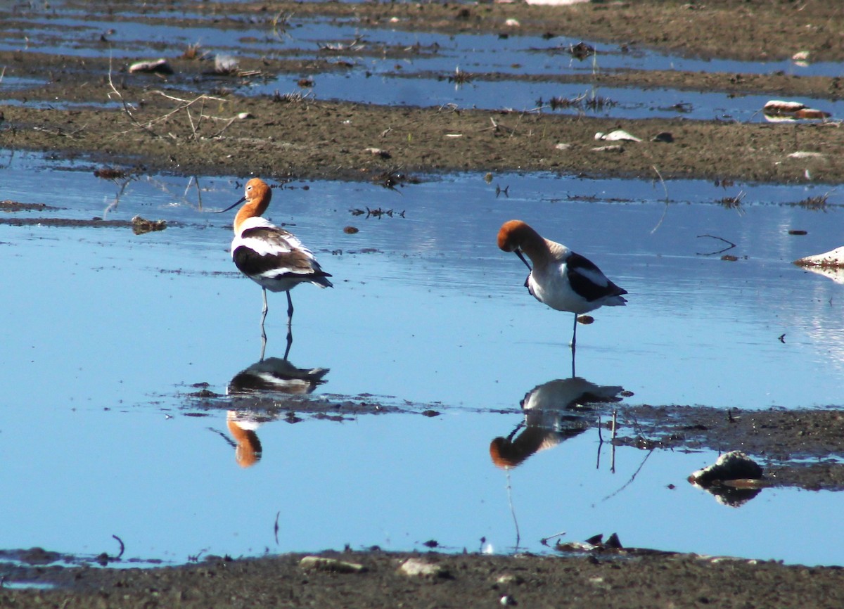 Avoceta Americana - ML618975818