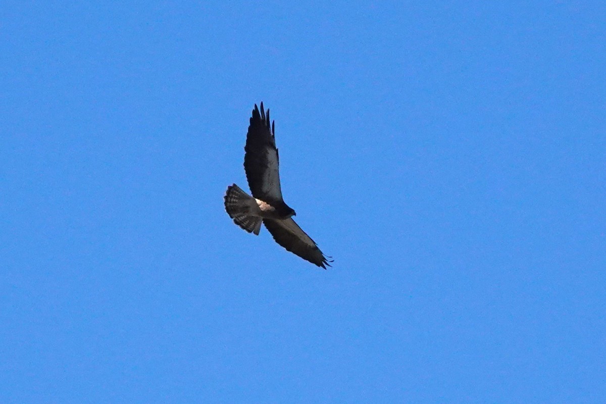 Swainson's Hawk - ML618975823