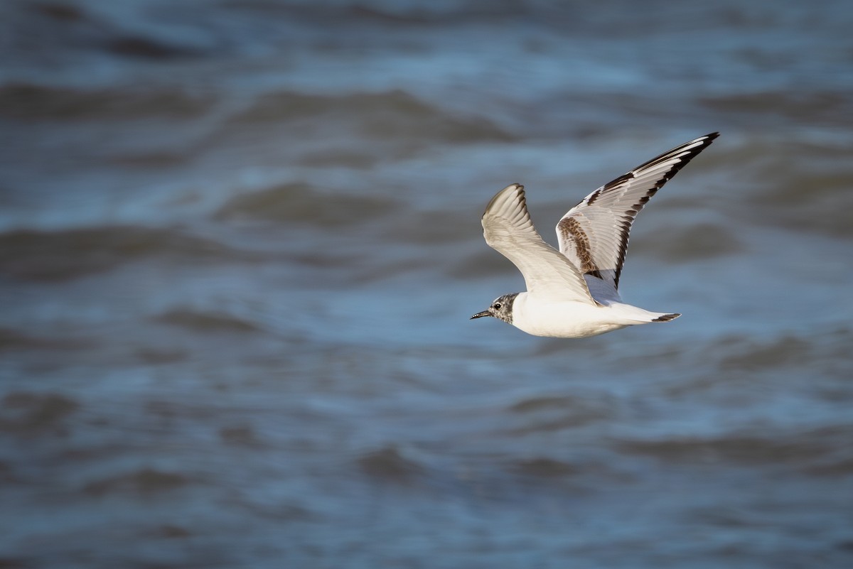 Bonaparte's Gull - Mark Sak