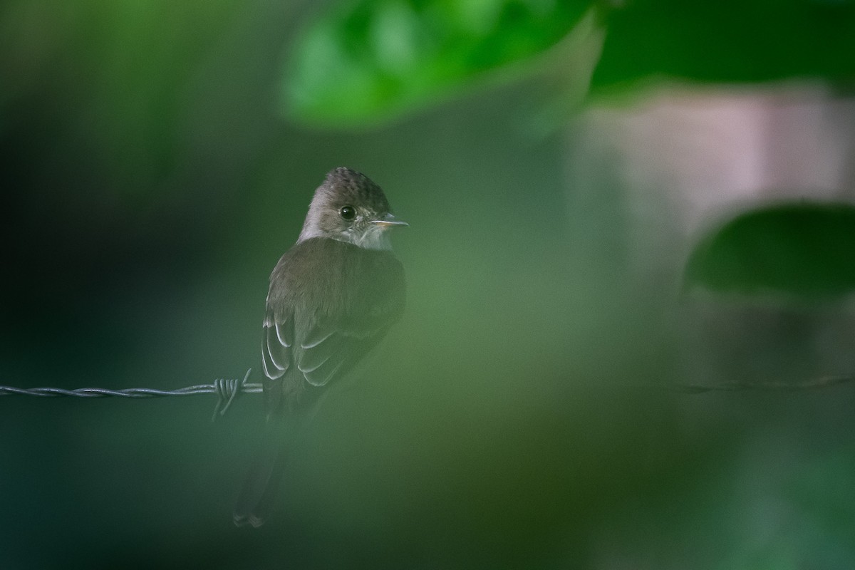 Northern Tropical Pewee - ML618975843