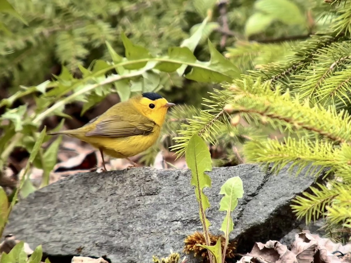 Wilson's Warbler - Detlef Buettner