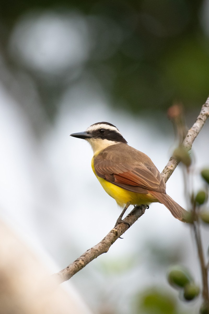 Great Kiskadee - ML618975857