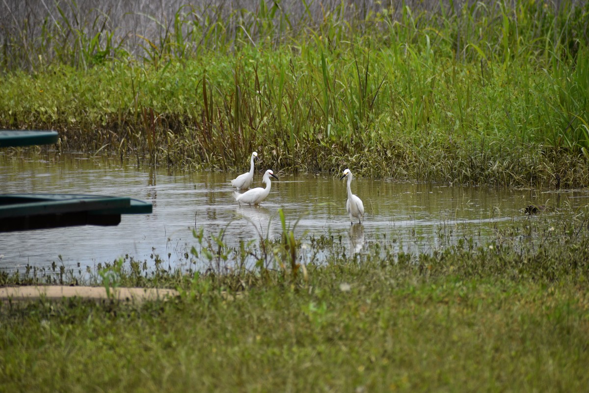 Snowy Egret - Parker Allie