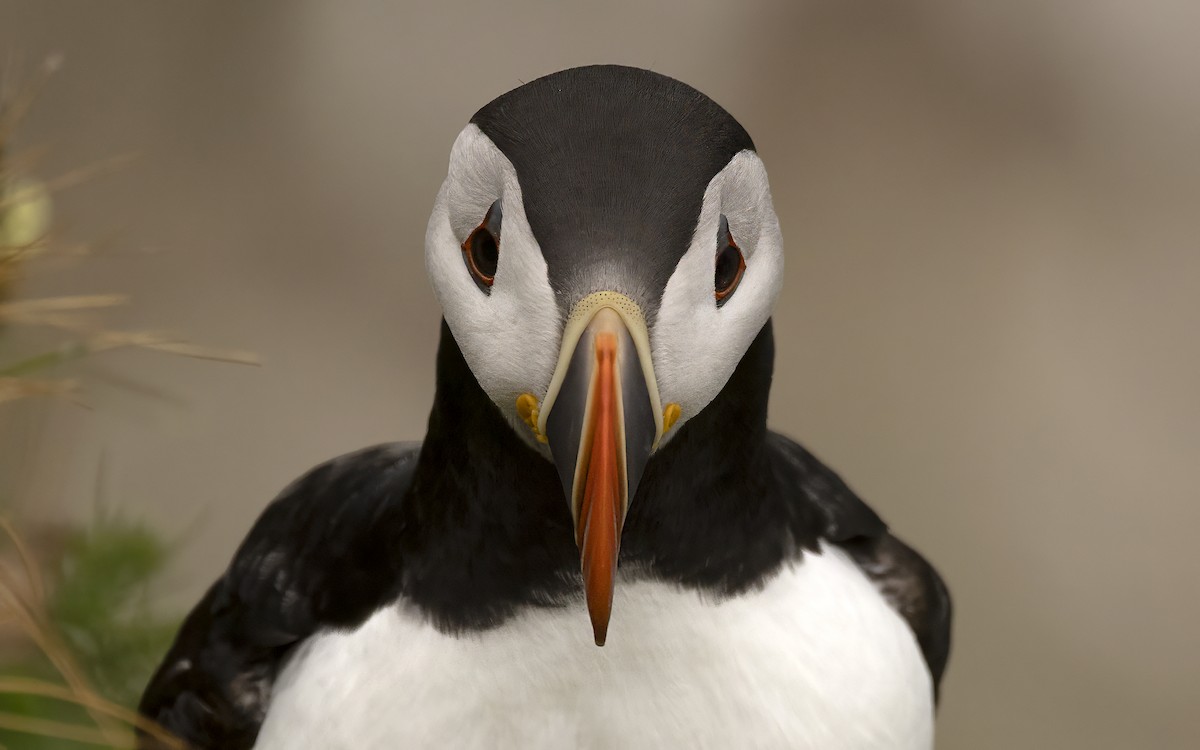 Atlantic Puffin - Bob  Wood