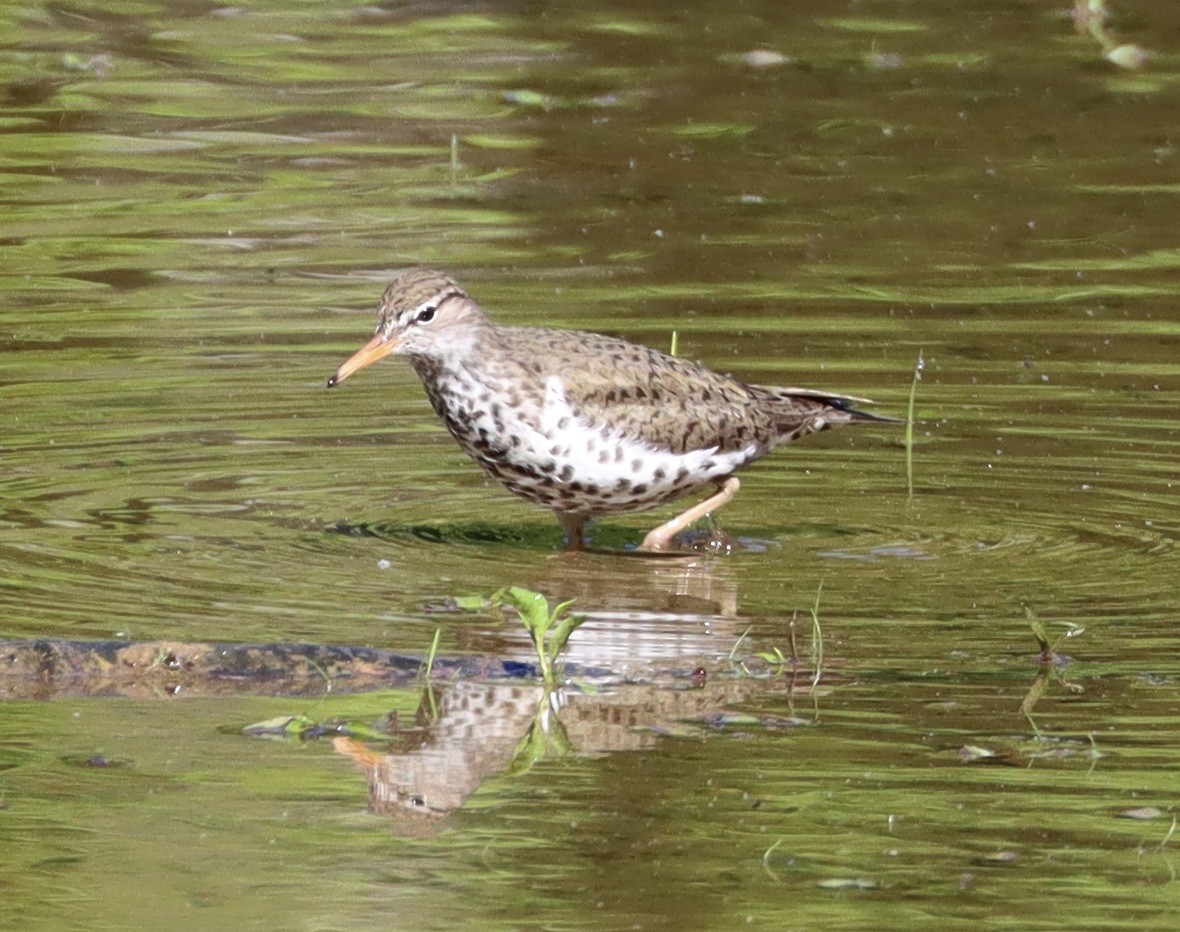 Spotted Sandpiper - Mark Ross