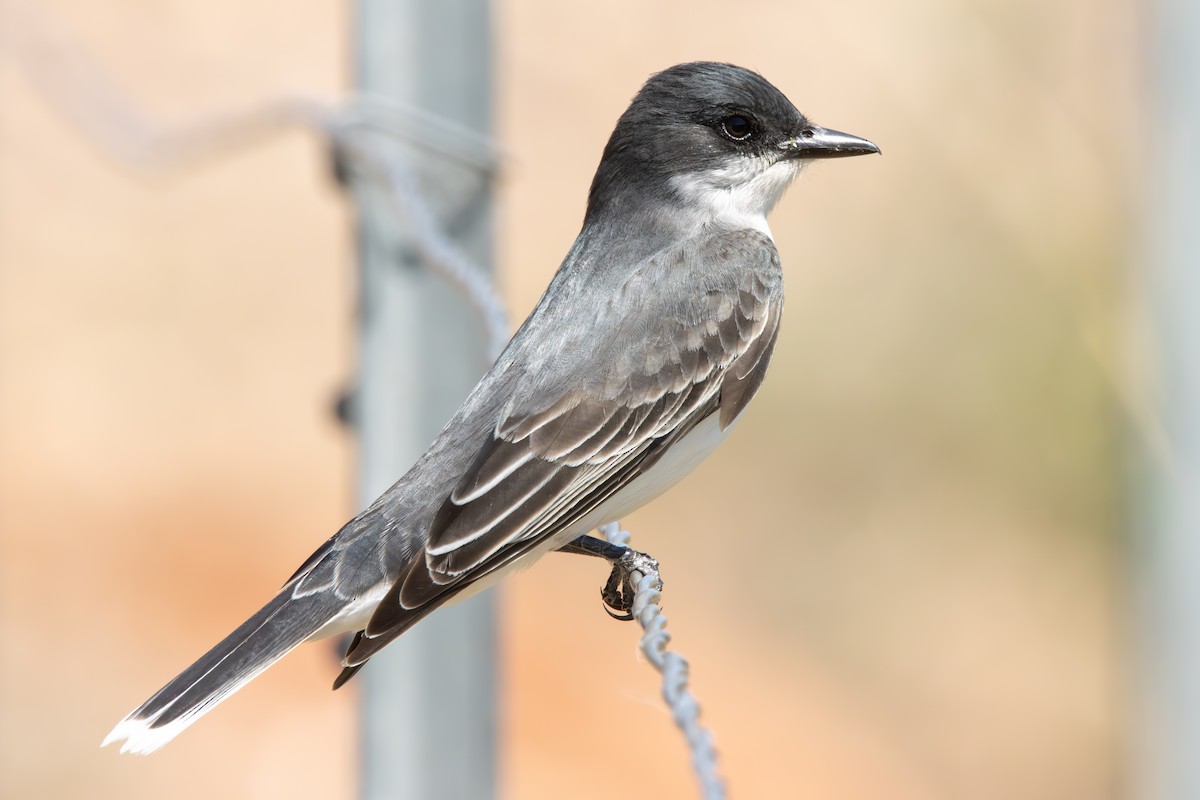 Eastern Kingbird - ML618975888