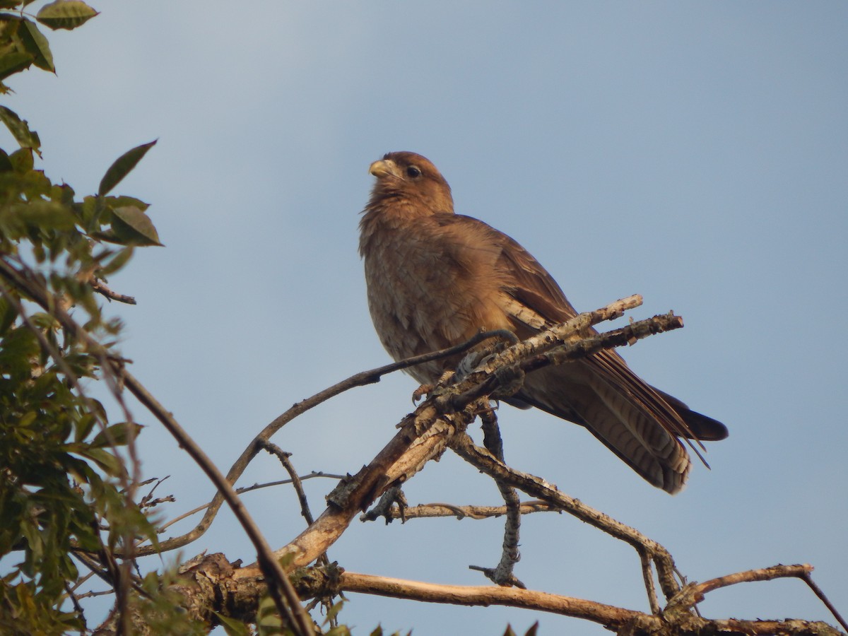 Chimango Caracara - Bautista Cerminato