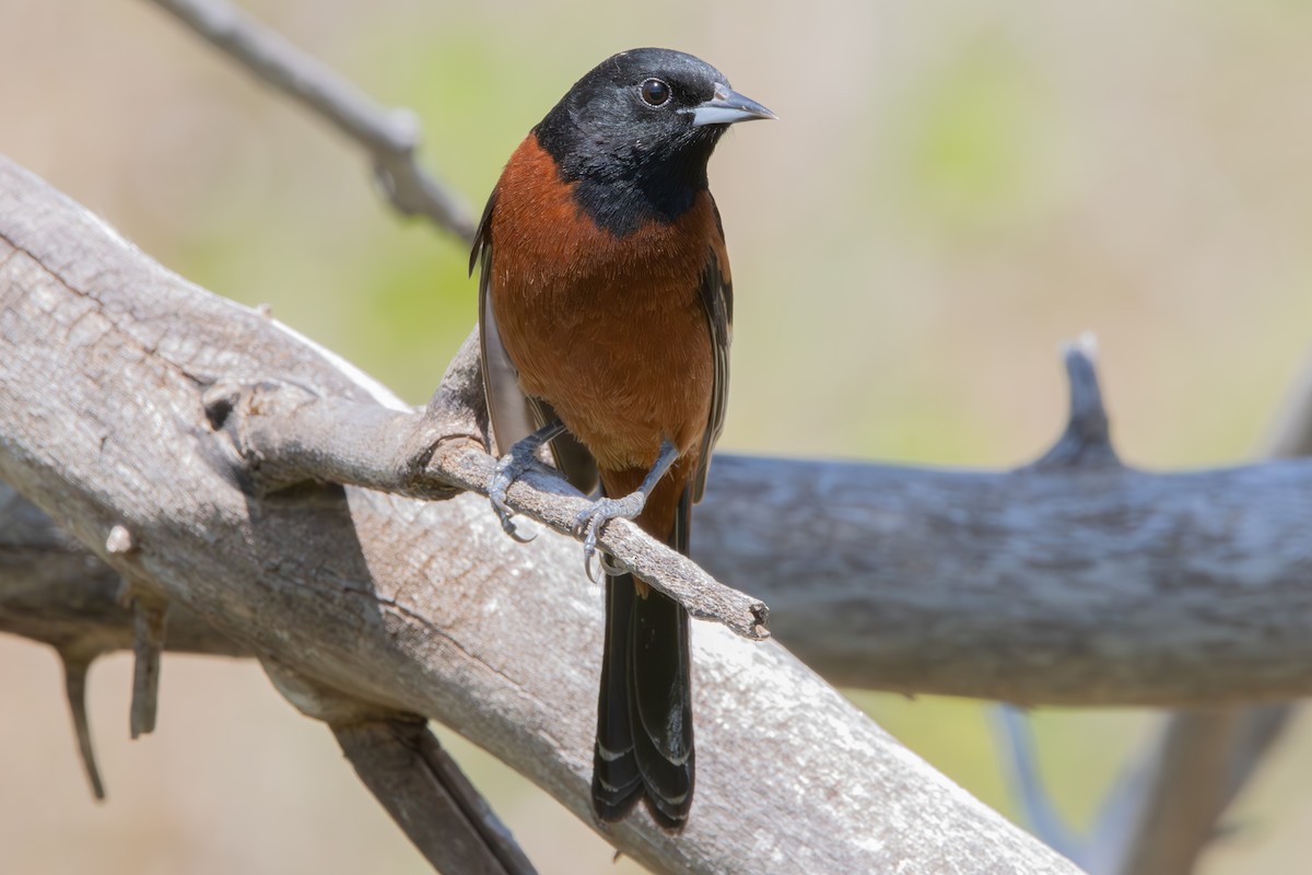 Orchard Oriole - ML618975900