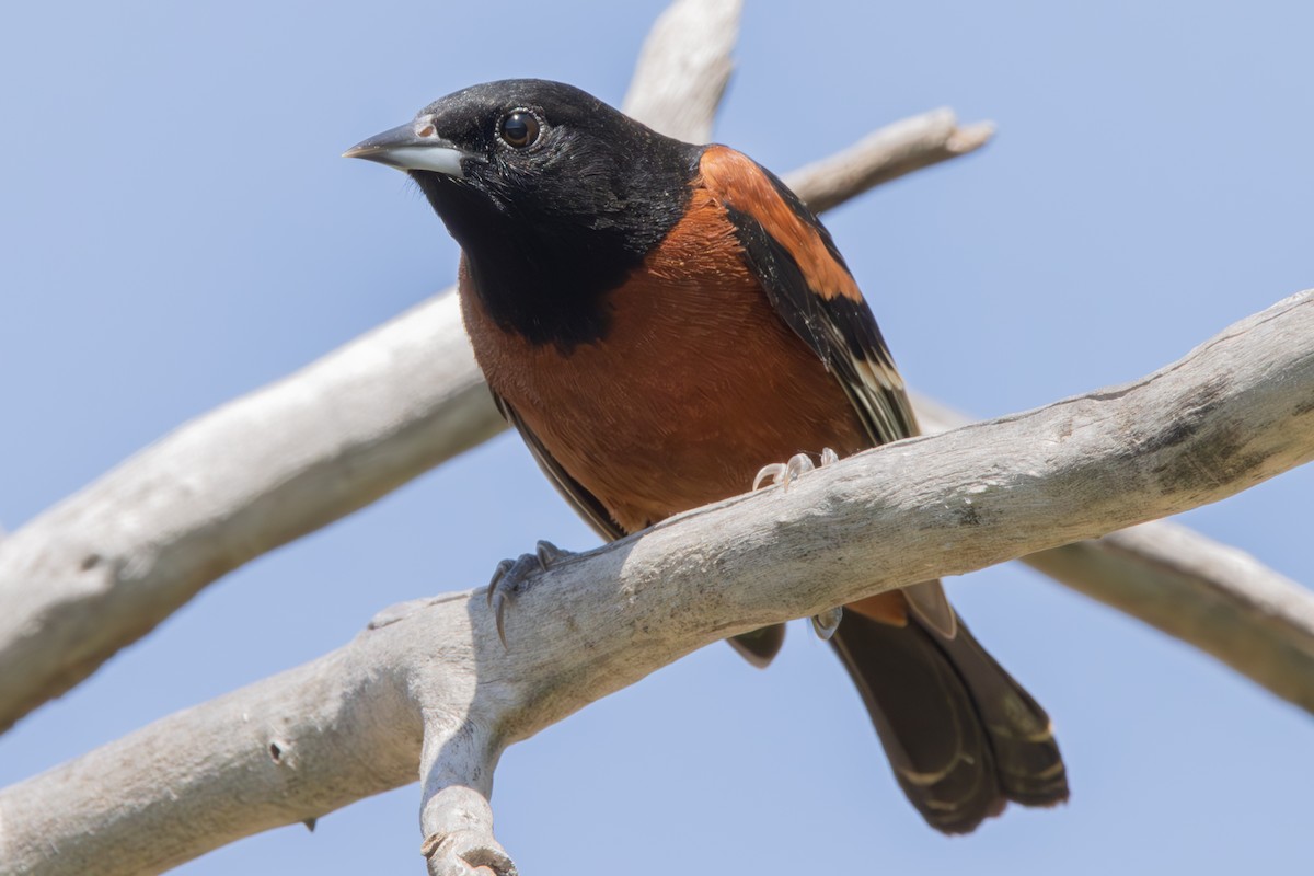 Orchard Oriole - ML618975901