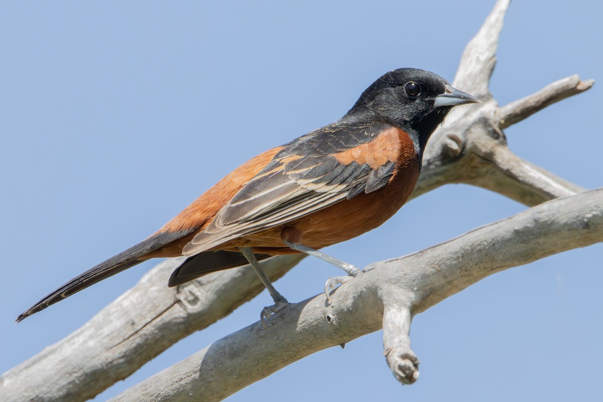 Orchard Oriole - ML618975902